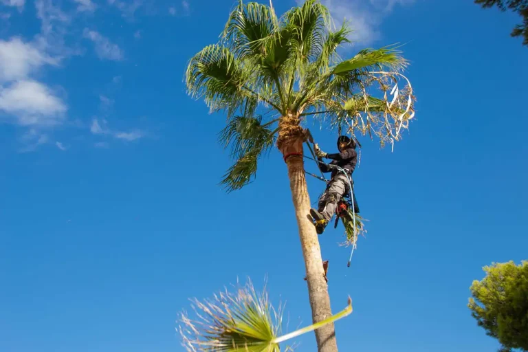 Palm Tree Removal in Los Angeles