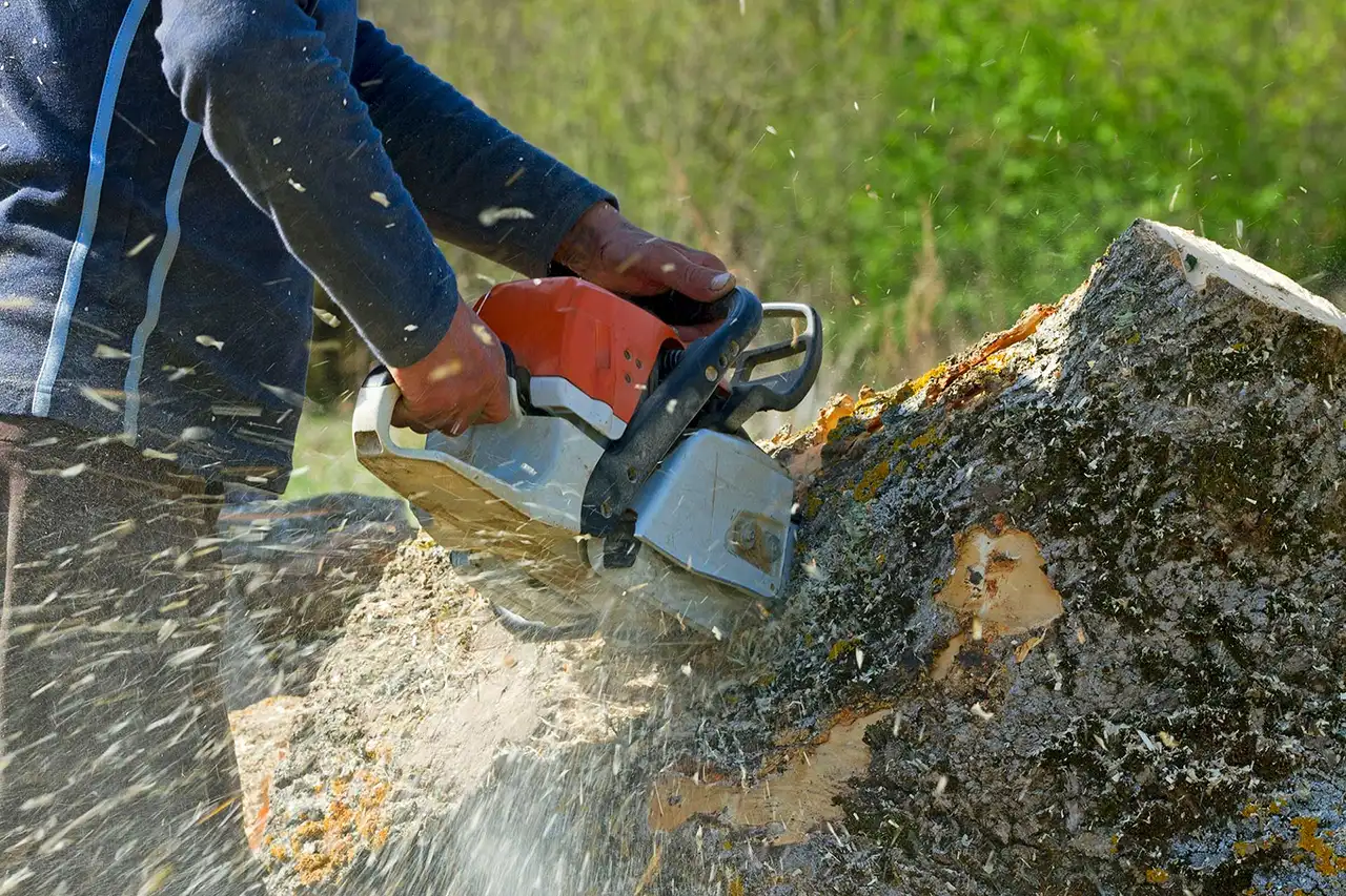  professional tree services in Los Angeles